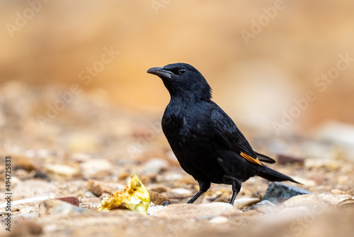 Tristram's starling (Onychognathus tristramii), Jordan. © Szymon Bartosz