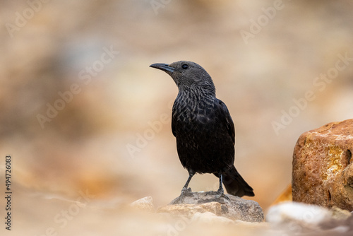 Tristram's starling (Onychognathus tristramii), Jordan. © Szymon Bartosz