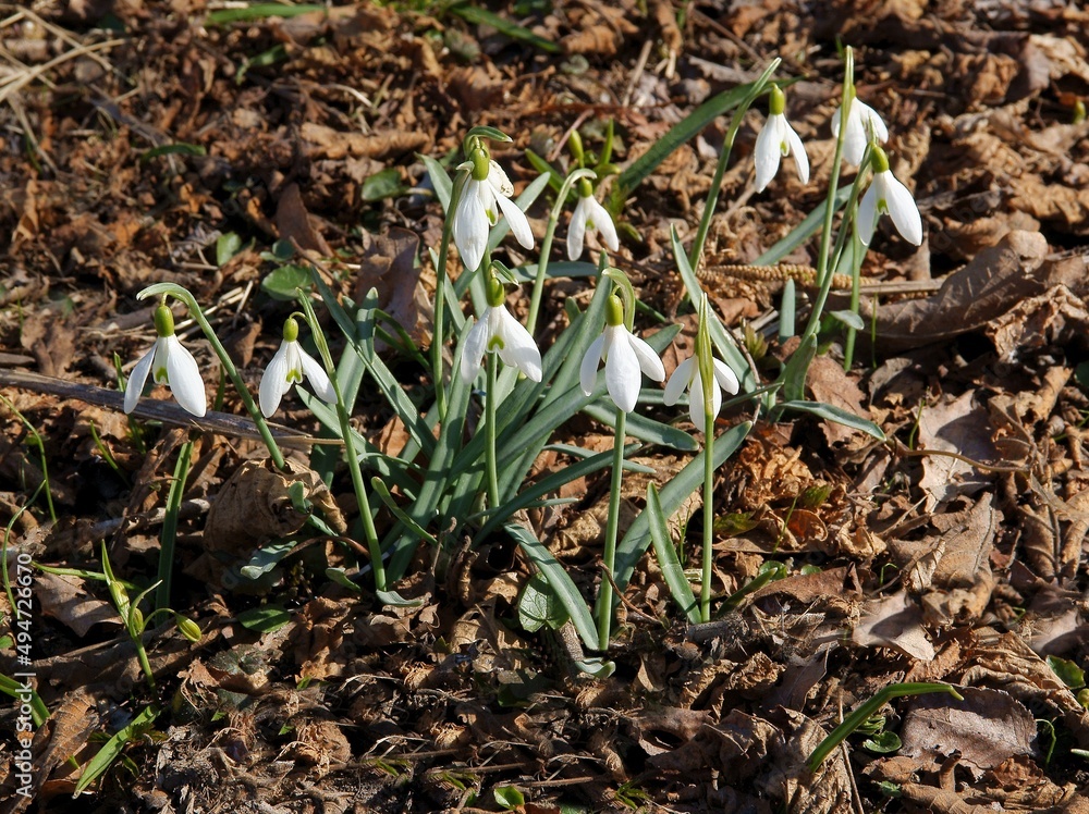 white flowers snowdrops in the garden at spring white flowers snowdrops in the garden at spring