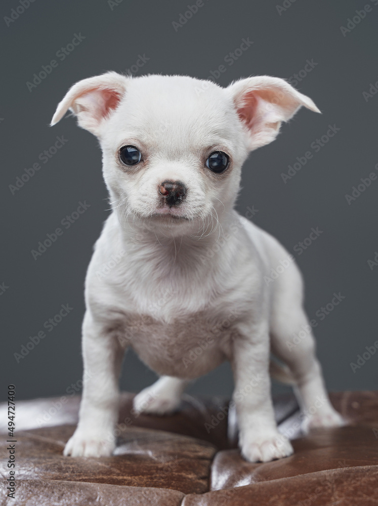Studio shot of purebred white chihuahua dog isolated on gray Studio shot of purebred white chihuahua dog isolated on gray