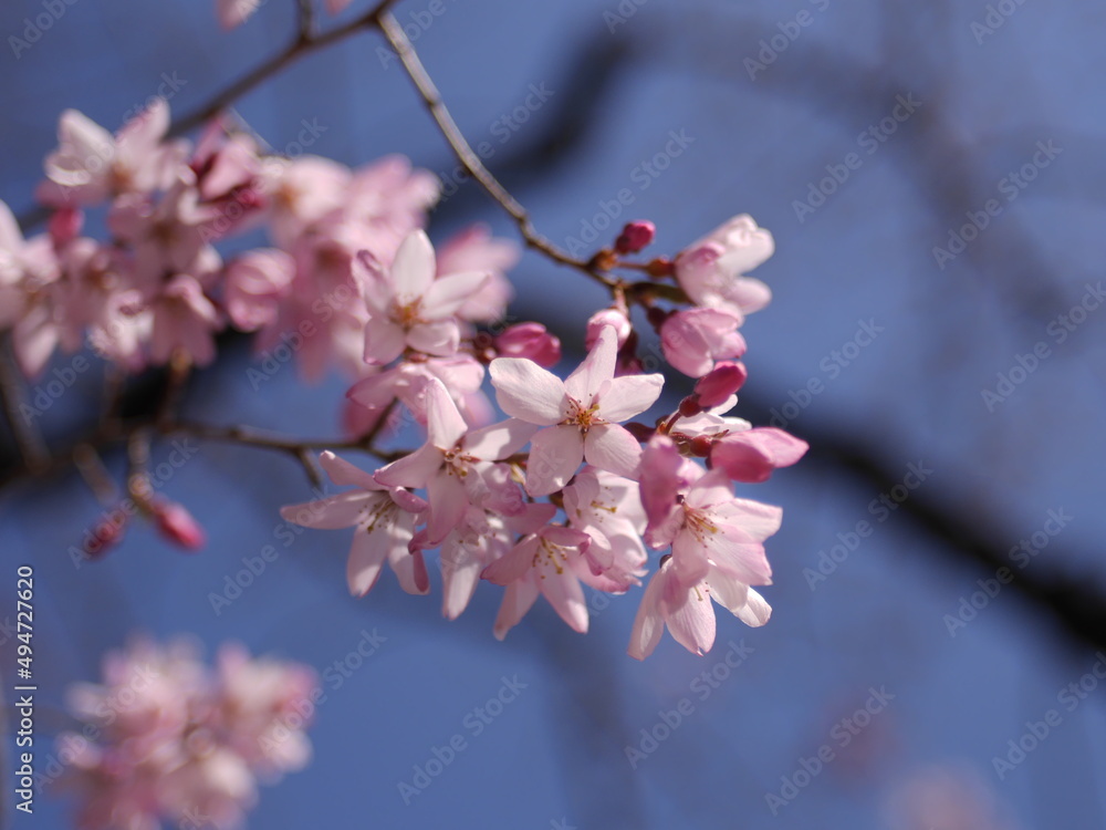 Fototapeta premium 桜2022
