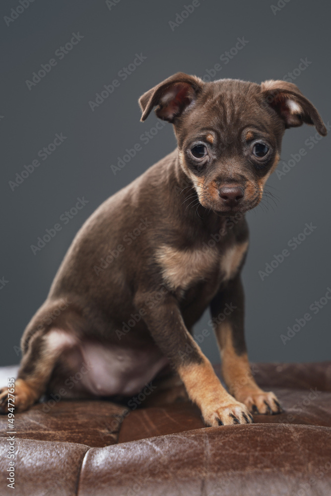 Purebred russian toy terrier with brown fur against gray background Purebred russian toy terrier with brown fur against gray background