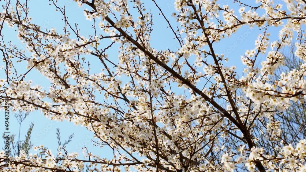 wild cherry blossom in spring in Germany with camera drive wild cherry blossom in spring in Germany with camera drive