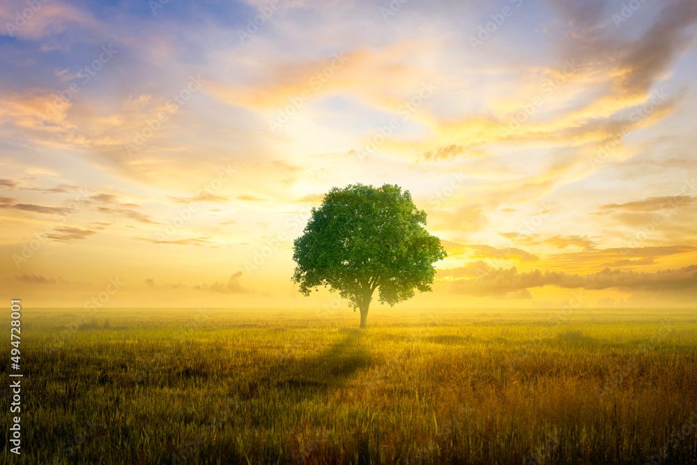 Obraz premium alone tree and lawn at sunrise