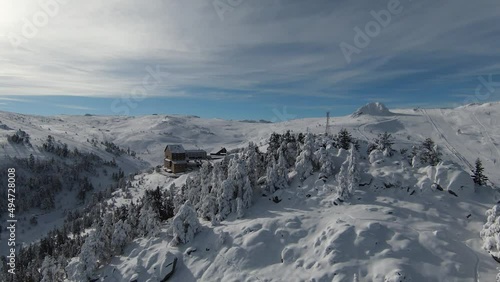 Wallpaper Mural Tall snowy trees, bushes and sunrise. Snows in the forest and beautiful winter landscapes. Nature landscape and vacation concept. Torontodigital.ca