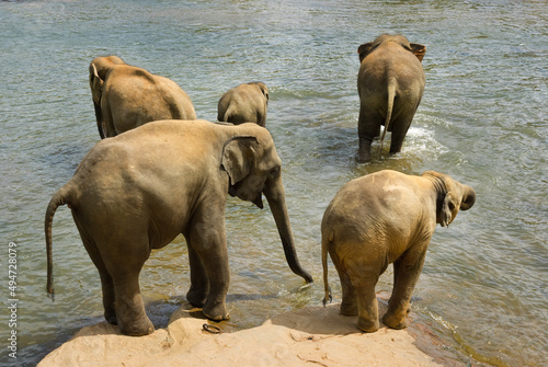 Elephants at play in water photo