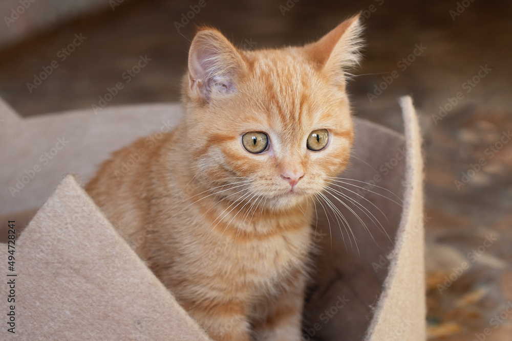 Little ginger cat sitting in his couch.