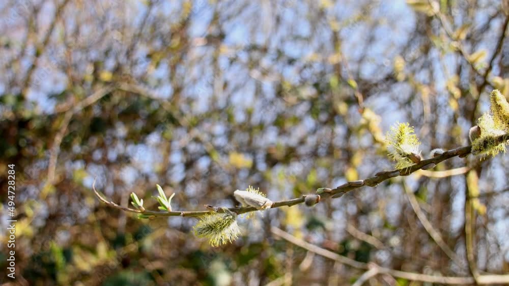 crack willow blossom in spring in Germany with camera drive crack willow blossom in spring in Germany with camera drive