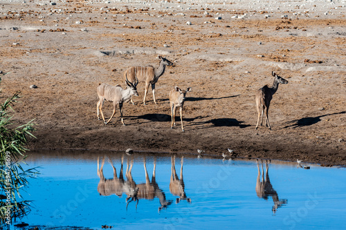 A group of greater kudu -Tragelaphus strepsiceros- Walking nervously around a waterhole in Etosha National Park, Namibia.