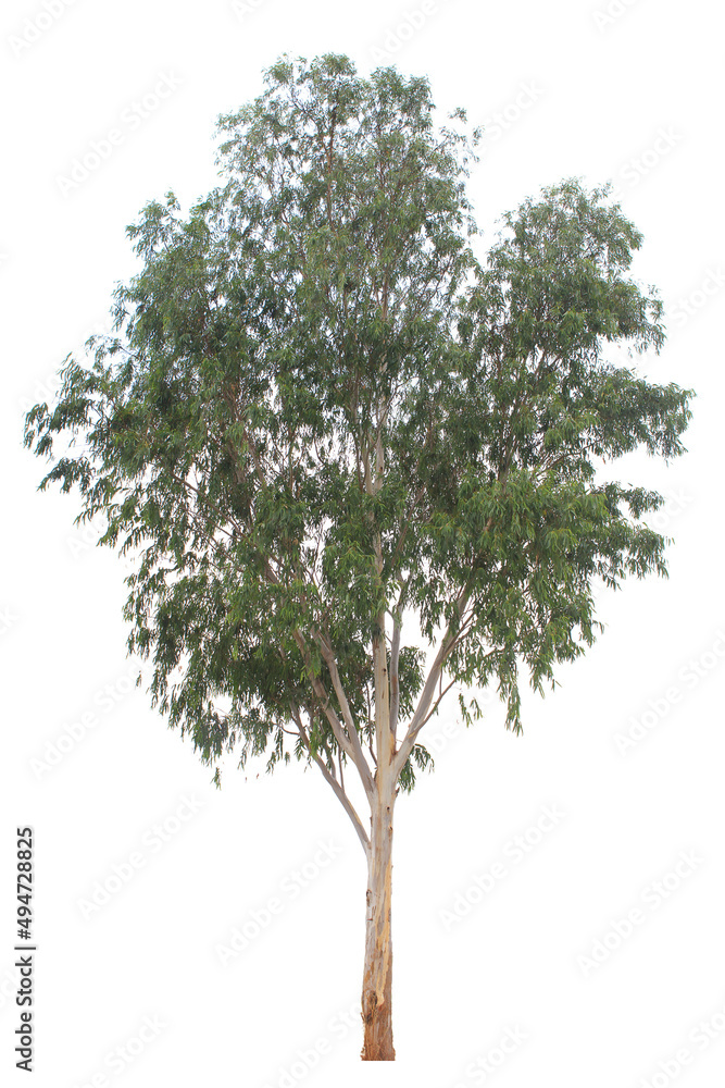 Burma padauk tree on white background. Tree isolated on white ...