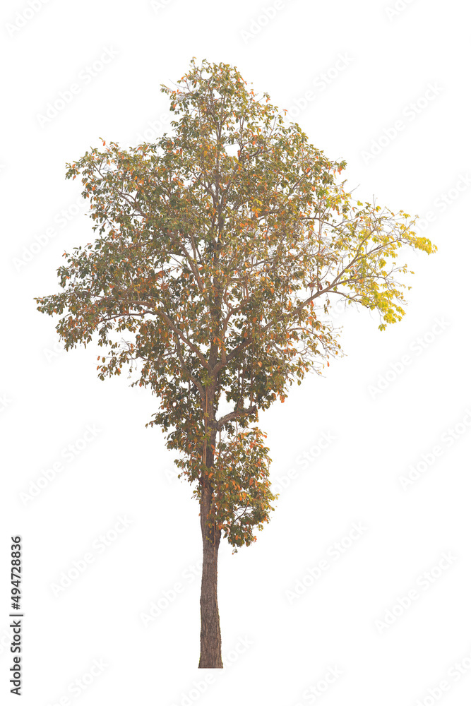 Tree isolated on white background. Save with clipping path.
