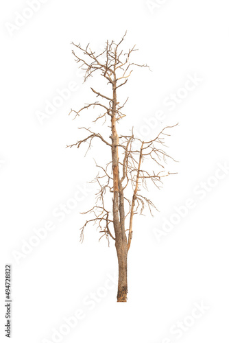 Dead tree  Silhouette dead tree or dry tree on white background with clipping path. 