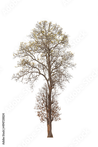 Dead tree ,Silhouette dead tree or dry tree on white background with clipping path.
