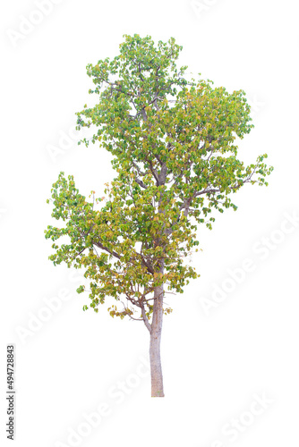 Tree isolated on white background. Save with clipping path. 