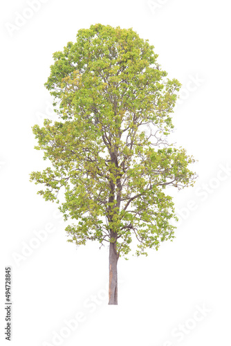 Tree isolated on white background. Save with clipping path. 