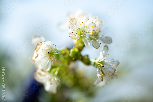 Small white Cherry Blossom flowers in bloom with green leaves.