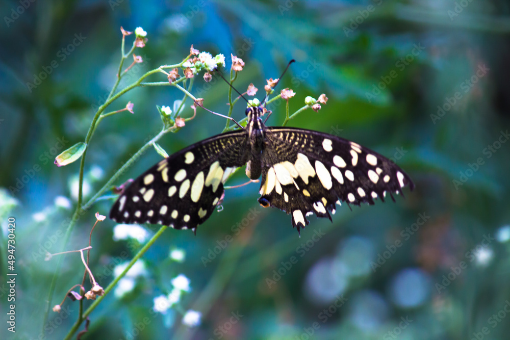 Fototapeta premium Lemon butterfly, lime swallowtail and chequered swallowtail Butterfly resting on the flower plants