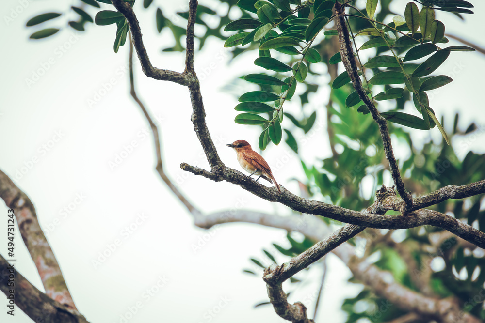Cinnamon becard bird perched in the jungle Cinnamon becard bird perched in the jungle