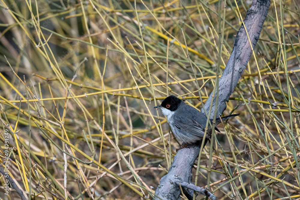 Obraz premium Sardinian warbler (Curruca melanocephala), Jordan
