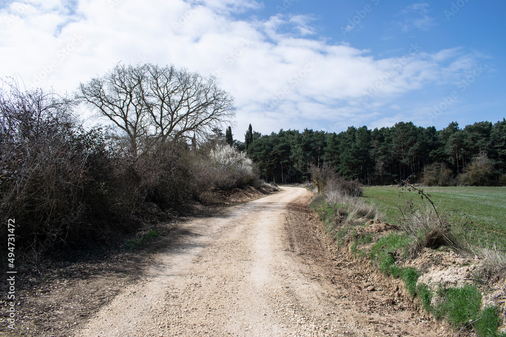 Camino atravesando bosques y campo. Camino atravesando bosques y campo.