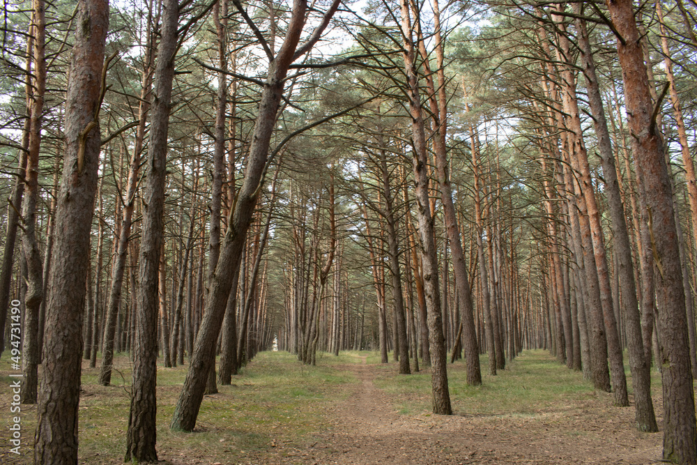 Paisaje de bosques de pinos un día soleado. Paisaje de bosques de pinos un día soleado.