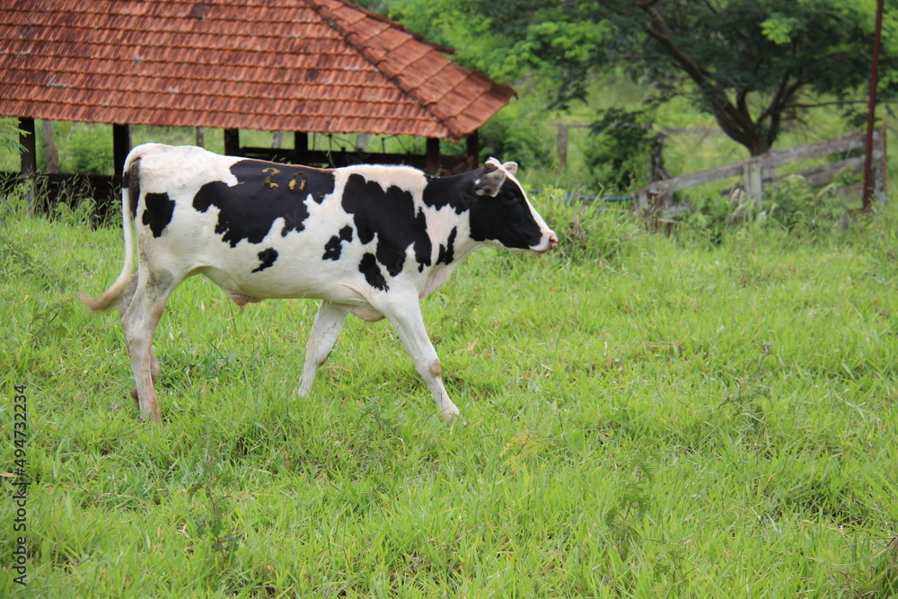 A vaca preto e branco está na grama verde no Prado. Prado verde de verão.