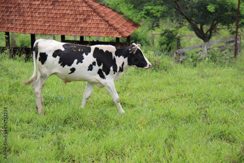 A vaca preto e branco est   na grama verde no Prado. Prado verde de ver  o.