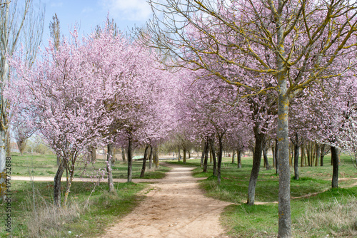   rboles frutales de flores rosas vistos con caminos.