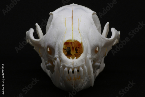 Animal (fox) skull isolated on black