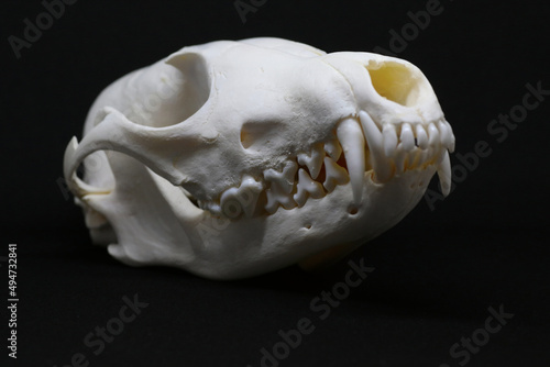 Animal (fox) skull isolated on black