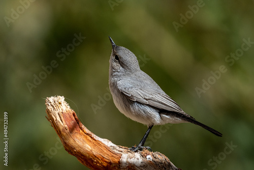 Blackstart (Cercomela melanura), Moab Plateau, Jordan. photo