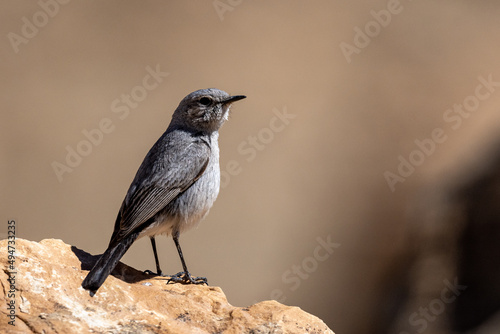 Blackstart (Cercomela melanura), Moab Plateau, Jordan. photo