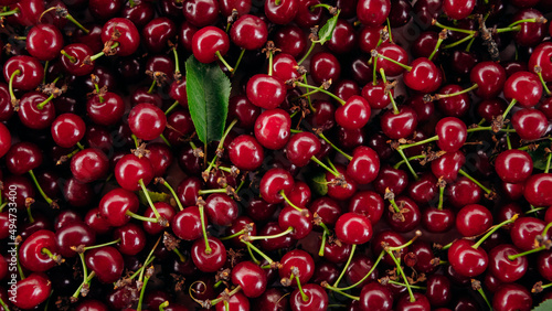 Red cherry. Bunch of ripe cherries with stems.