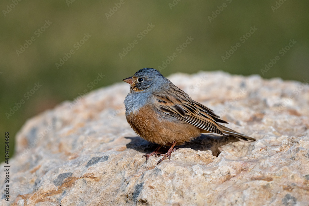 Cretzschmar's bunting (Emberiza caesia), Jordan. Cretzschmar's bunting (Emberiza caesia), Jordan.