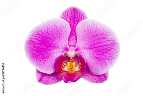 Purple Phalaenopsis orchid flower isolated on a white background, clipping path, no shadows. Orchid flower isolate on a white background.