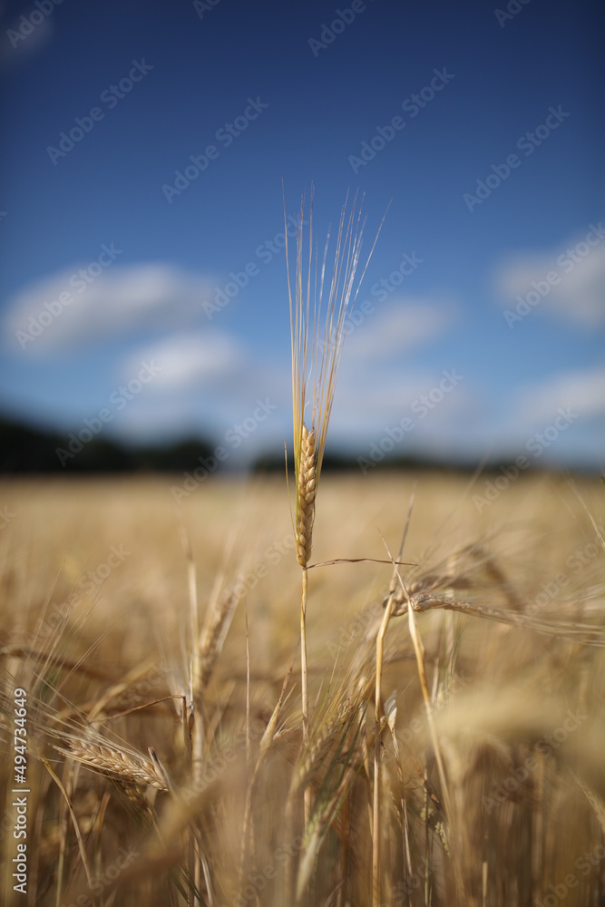 Alone ear of wheat in the gold field under the blue sky in summer Alone ear of wheat in the gold field under the blue sky in summer