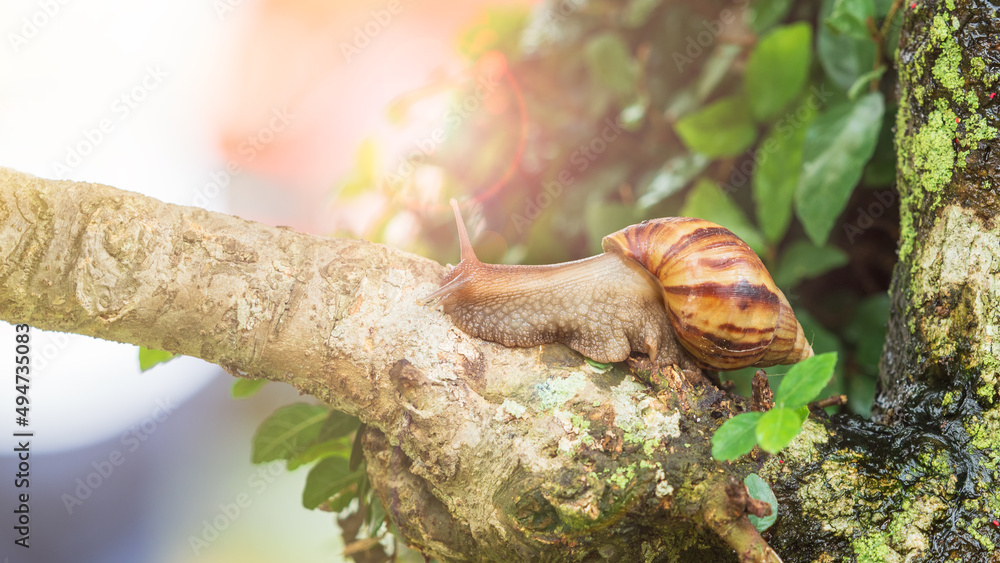 Close up picture of snail crawling slowing on the branch of the tree with bright sunshine background. Close up picture of snail crawling slowing on the branch of the tree with bright sunshine background.