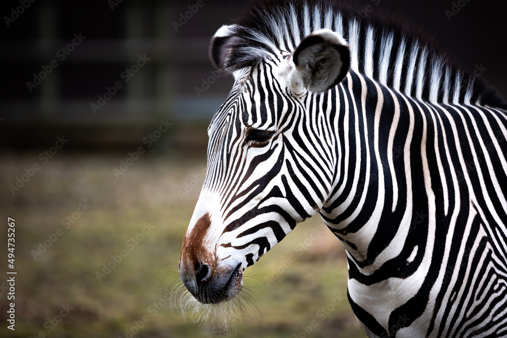 Fototapeta premium Zebra