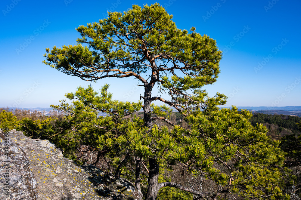 tree on the hill, Vrani skala Zdice, Czech tree on the hill, Vrani skala Zdice, Czech