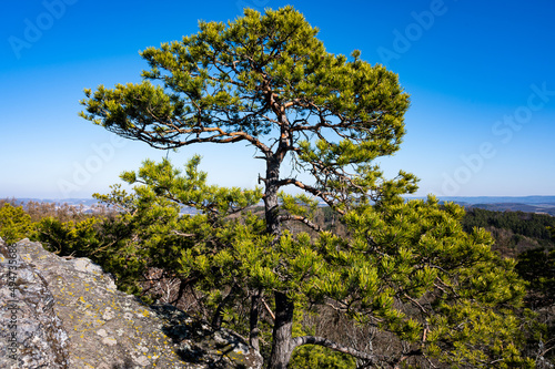 tree on the hill, Vrani skala Zdice, Czech
