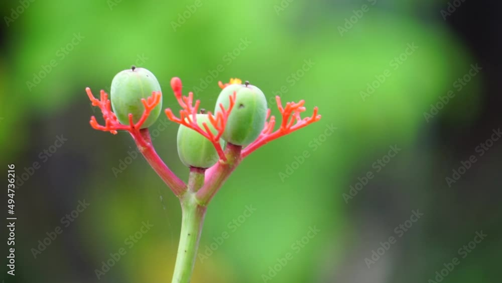 Jatropha podagrica (Also called Jarak bali, jarak batang gajah, Gout Plant, Gout Stalk) flower. This plant is used as an analgesic, tonic, aphrodisiac, purgative, laxative, snakebite, gout etc Jatropha podagrica (Also called Jarak bali, jarak batang gajah, Gout Plant, Gout Stalk) flower. This plant is used as an analgesic, tonic, aphrodisiac, purgative, laxative, snakebite, gout etc
