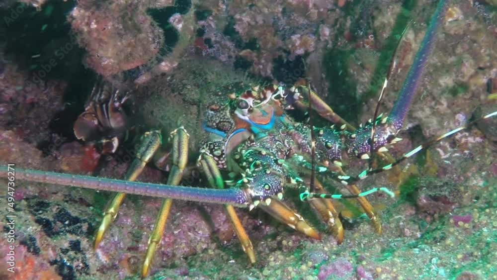 Electric blue lobster at sea bottom. Underwater crayfish inhabitant.Tropical sea bottom. Electric blue lobster at sea bottom. Underwater crayfish inhabitant.Tropical sea bottom.