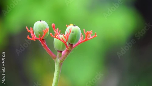 Jatropha podagrica (Also called Jarak bali, jarak batang gajah, Gout Plant, Gout Stalk) flower. This plant is used as an analgesic, tonic, aphrodisiac, purgative, laxative, snakebite, gout etc photo
