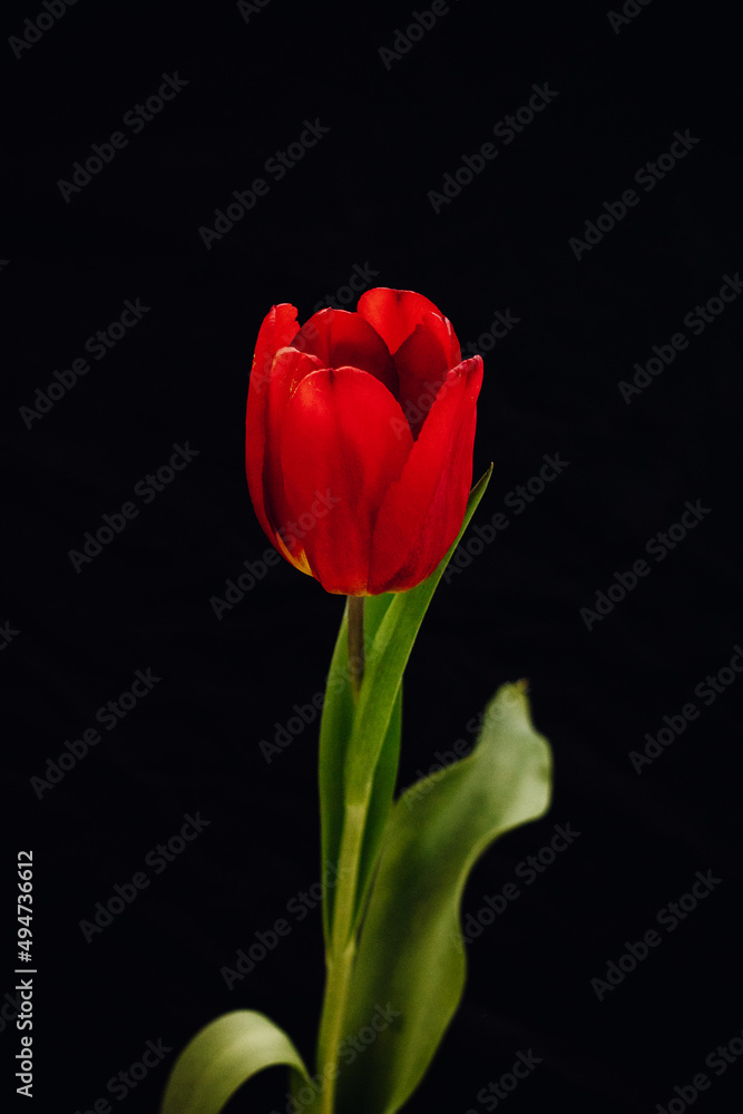Bud of a red tulip on a black background.
One tulip bud close up. bokeh