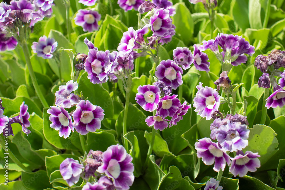 purple primrose flowers in the garden in spring purple primrose flowers in the garden in spring