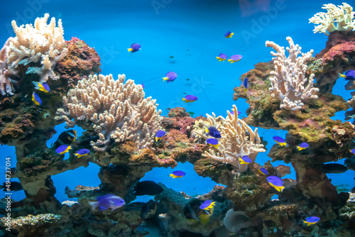 Fototapeta Naklejka Na Ścianę i Meble -  coral reef with colorful fishes on a blue background