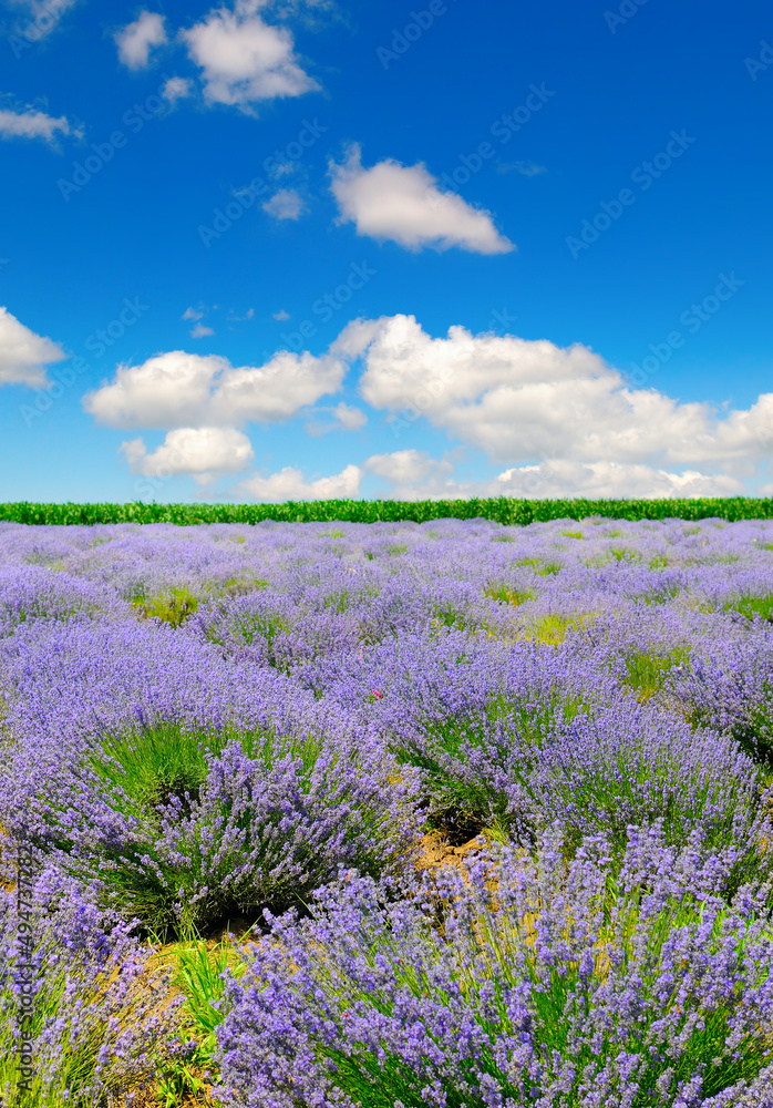 Lavender flower field and blue sky. Vertical photo.