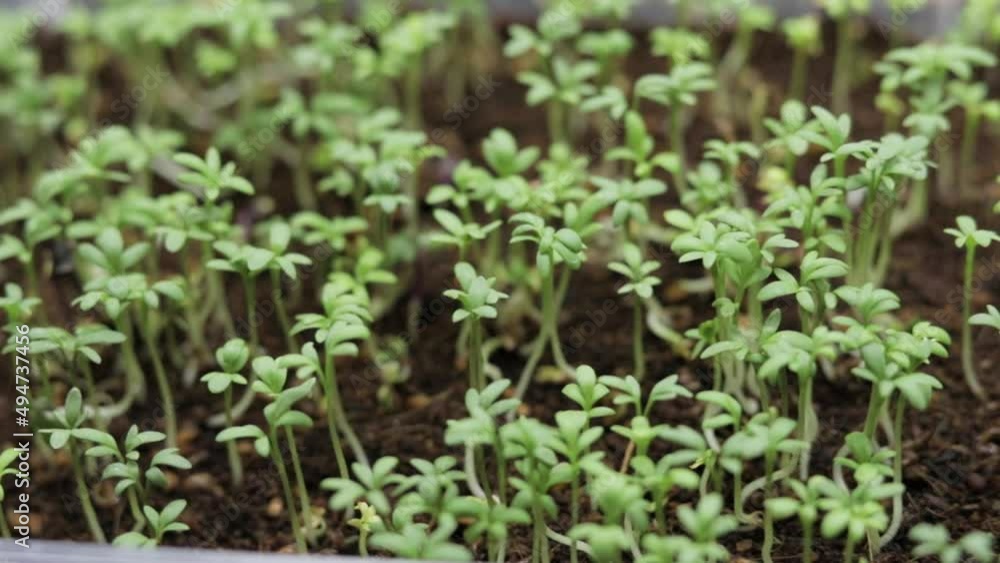 Sprouted microgreens Watercress in a container close-up. The concept of a healthy lifestyle and proper nutrition. Sprouted microgreens Watercress in a container close-up. The concept of a healthy lifestyle and proper nutrition.