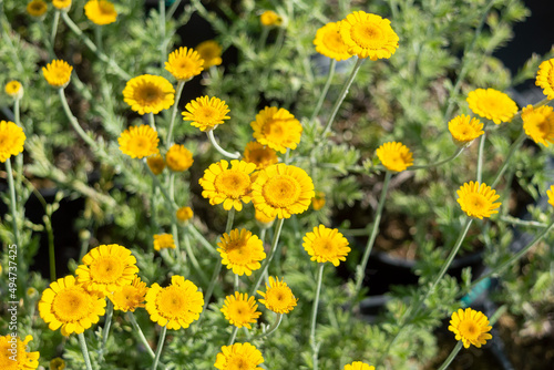 Yellow flowers of Anthemis tinctoria "Charme". Photo for the catalog of plants of the garden center or plant nursery. Sale of green space. Close-up