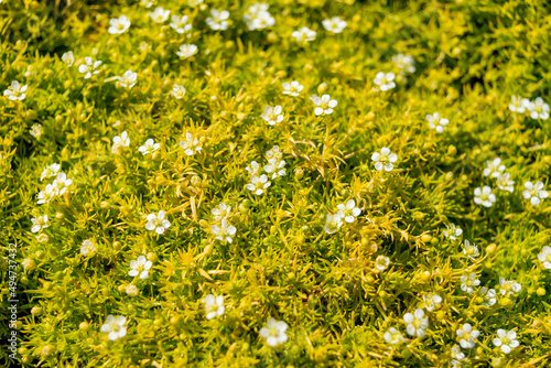 Yellow-green plants with white flowers. Sagina subulata "Lime moss". Photo for the catalog of plants of the garden center or plant nursery. Sale of green space. Close-up.